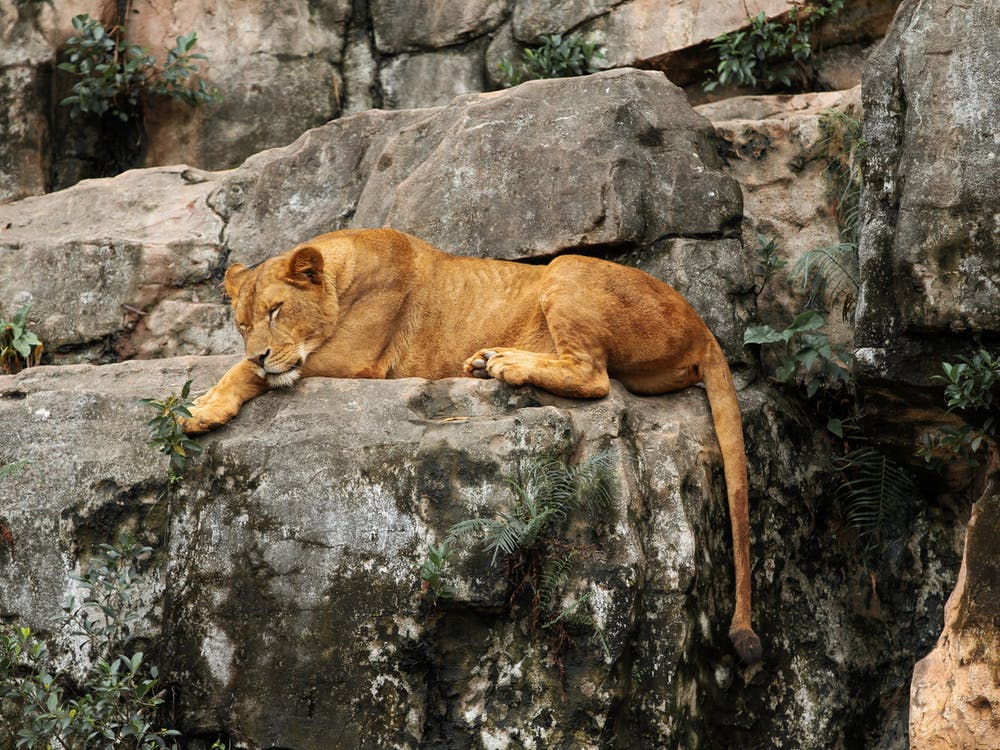 Best Things to Do at Animal Kingdom